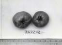 Click for 1 image(s) for this accession. FRUIT